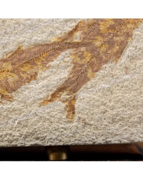 Knightia Fossile su base