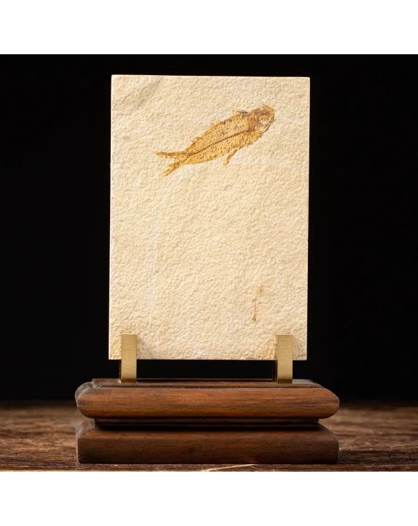 Knightia Fossile su base