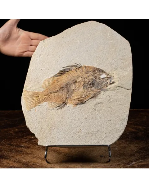 Priscarara Fossile su lastra