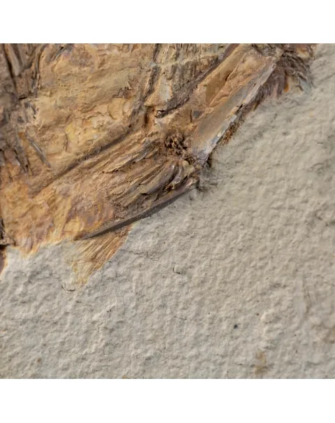 Priscarara Fossile su lastra