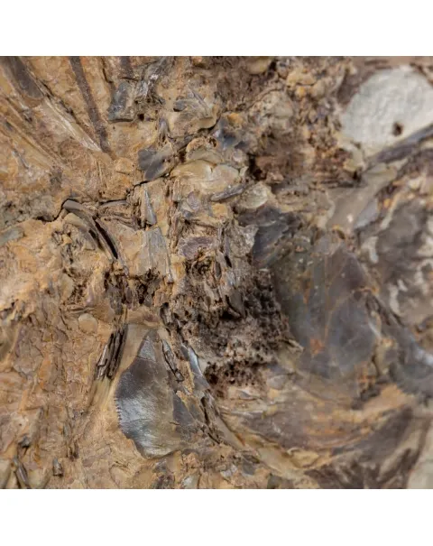 Priscarara Fossile su lastra