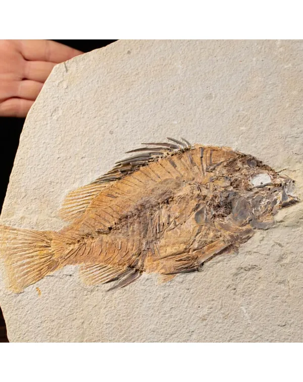 Priscarara Fossile su lastra