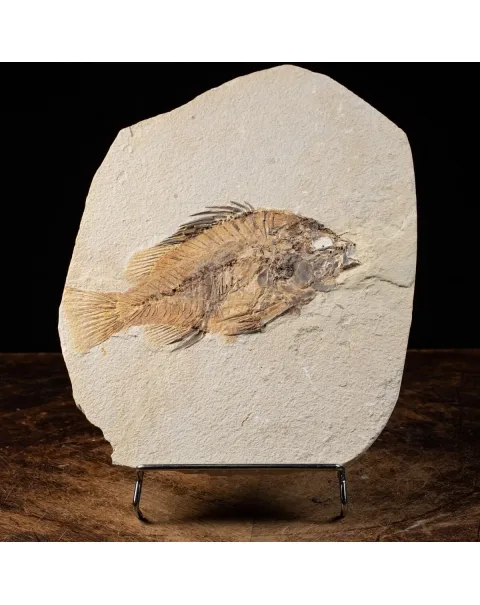 Priscarara Fossile su lastra