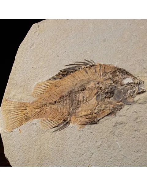 Priscarara Fossile su lastra