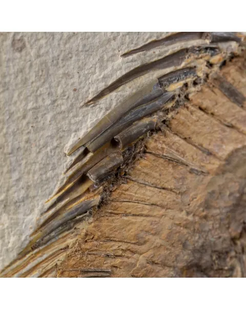 Priscarara Fossile su lastra