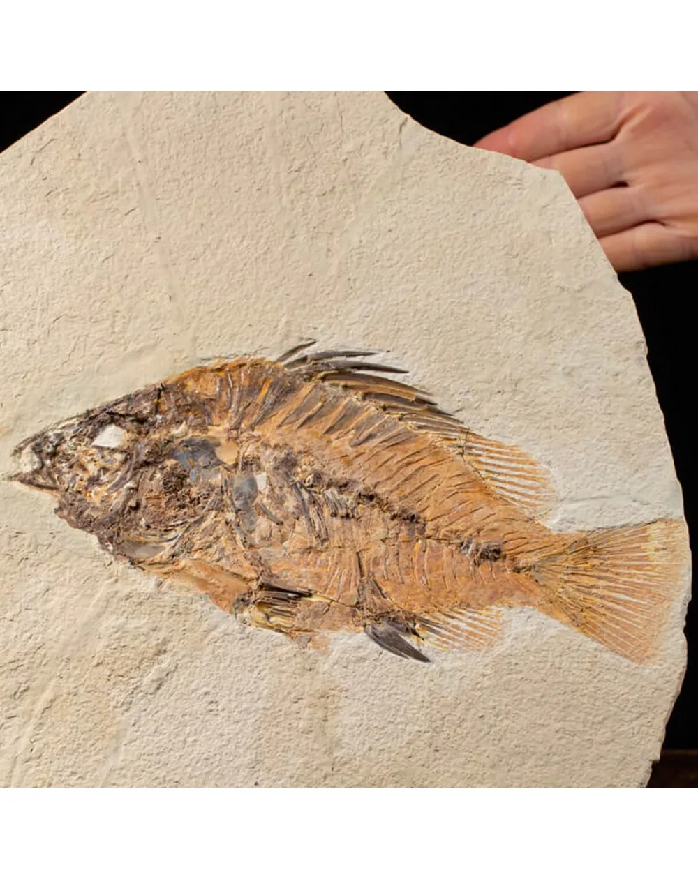 Priscarara Fossile su lastra
