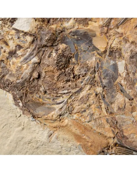 Priscarara Fossile su lastra