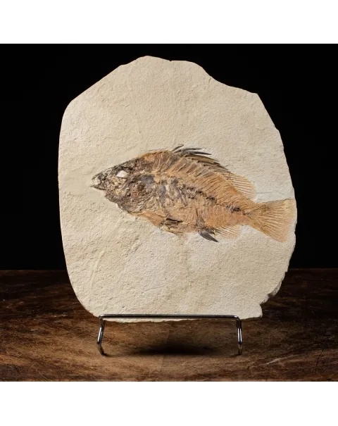 Priscarara Fossile su lastra