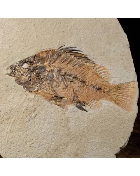 Priscarara Fossile su lastra