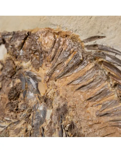 Priscarara Fossile su lastra