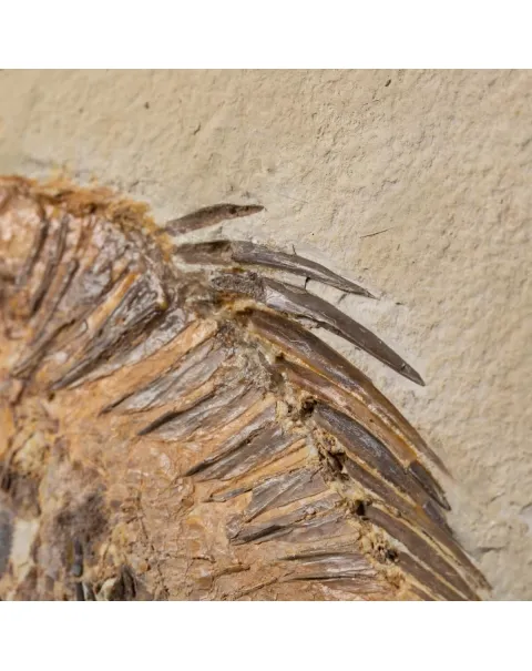 Priscarara Fossile su lastra