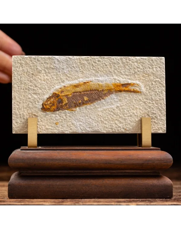 Knightia Fossile su base
