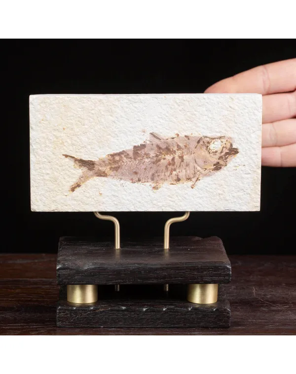 Lastra con fossile di Knightia su base in legno e ...