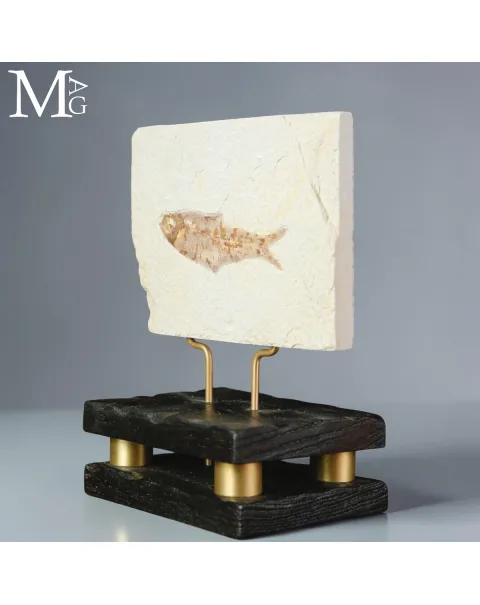Knightia dell’Eocene dalla Green River Formation su Base in Legno e Ottone
