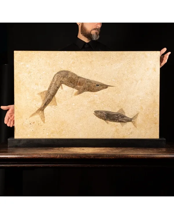 Aspidorhynchus e Rhacolepis Buccalis Fossile su ba...