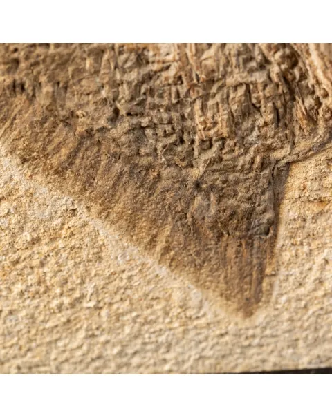 Proscinetes Fossile su base