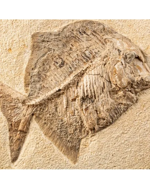 Proscinetes Fossile su base