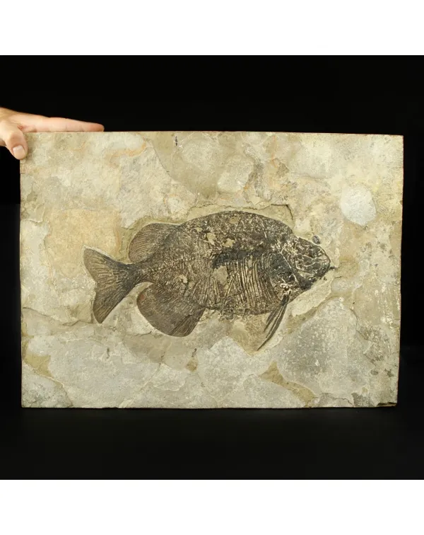 Phareodus Fossile su lastra