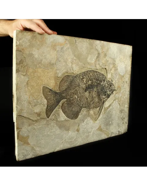 Phareodus Fossile su lastra