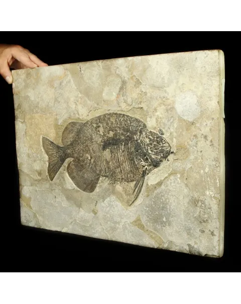 Phareodus Fossile su lastra