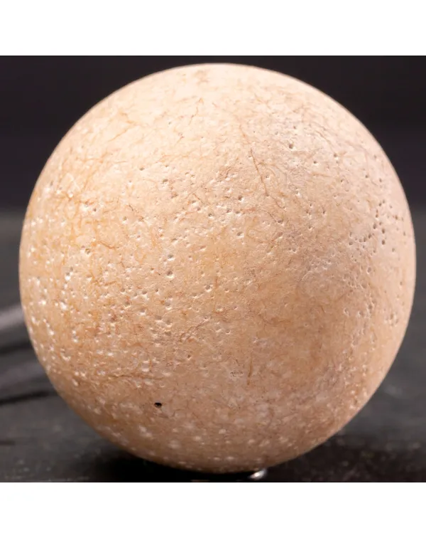 Uovo Fossile di Aldabrachelys Abrupta: Testimonian...