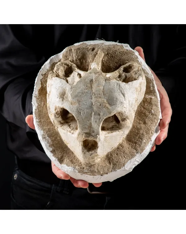 Fossile di Lytoloma