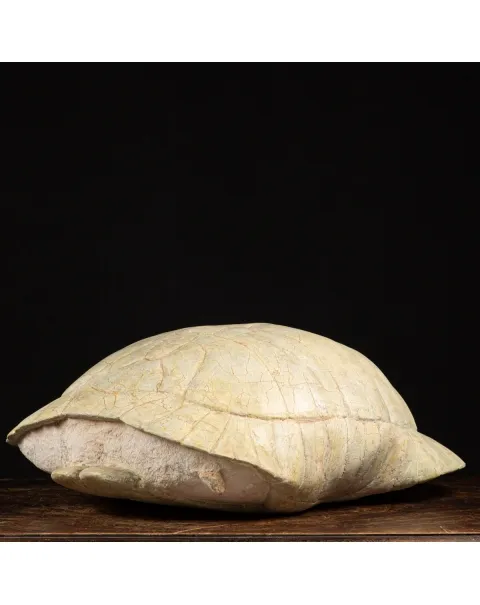 Fossile di Stylemis Nebrascensis