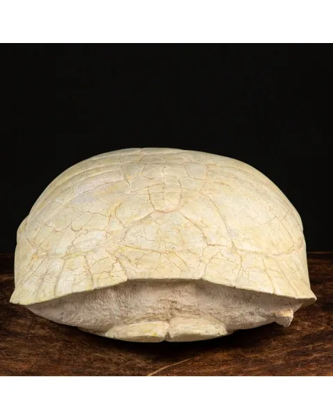 Fossile di Stylemis Nebrascensis