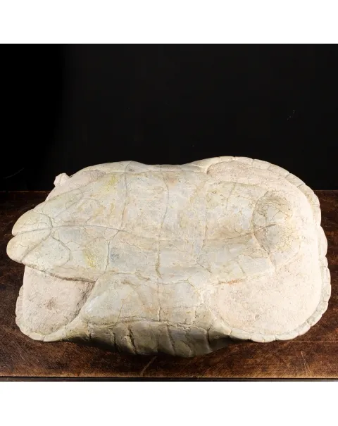 Fossile di Stylemis Nebrascensis