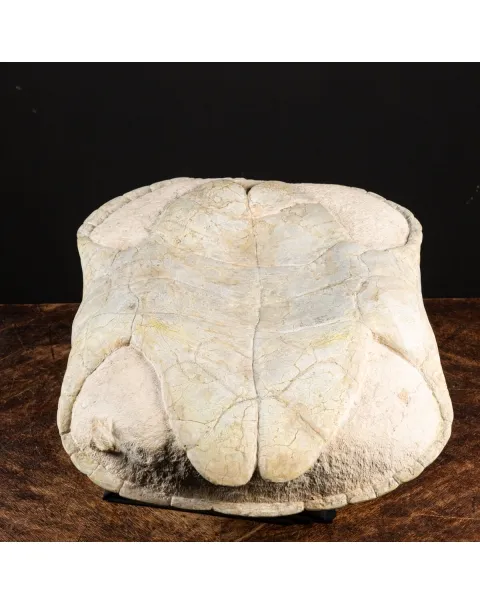 Fossile di Stylemis Nebrascensis