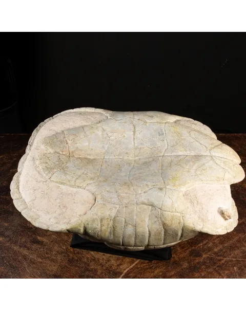 Fossile di Stylemis Nebrascensis