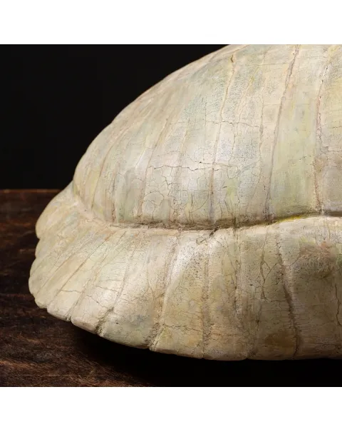 Fossile di Stylemis Nebrascensis