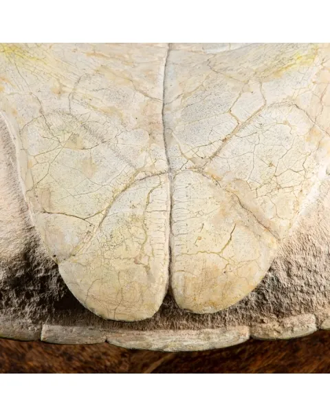 Fossile di Stylemis Nebrascensis