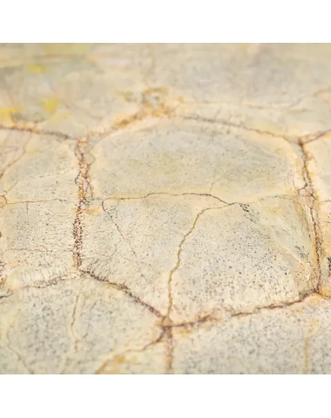 Fossile di Stylemis Nebrascensis