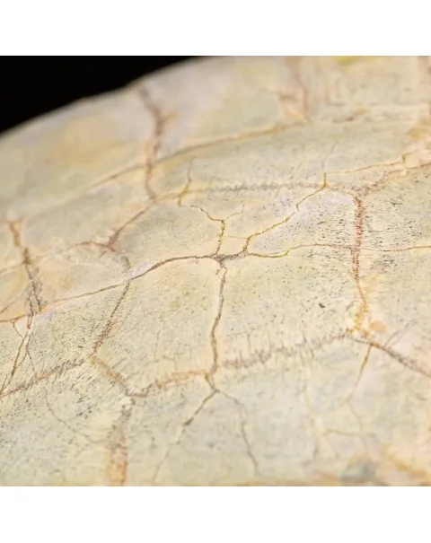 Fossile di Stylemis Nebrascensis