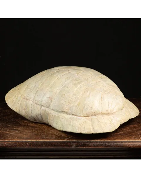 Fossile di Stylemis Nebrascensis