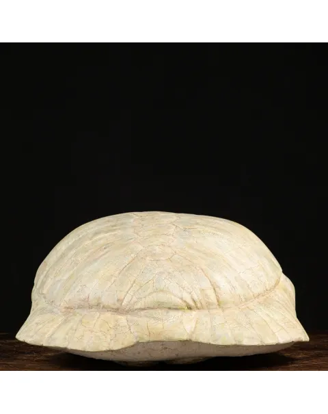 Fossile di Stylemis Nebrascensis