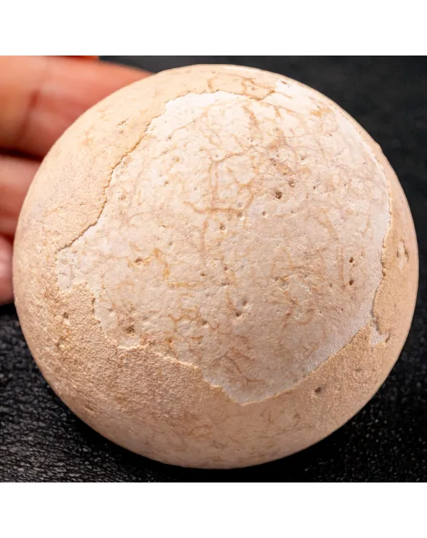 Uovo fossile di Aldabrachelys Abrupta: Relitto del...