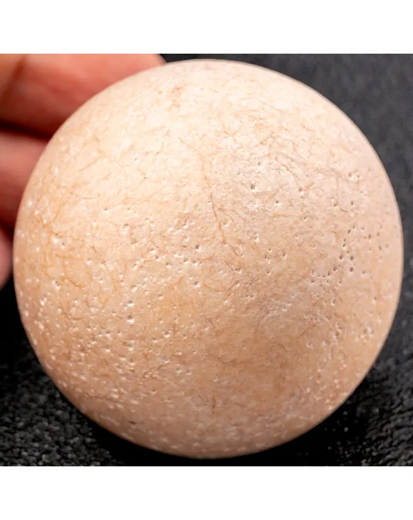 Uovo fossile di Aldabrachelys Abrupta: storia di r...