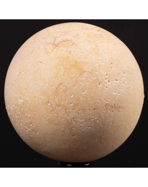 Uovo fossile di Aldabrachelys Abrupta – Madagasc...
