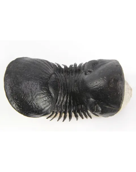 Paralejurus Spatuliformis