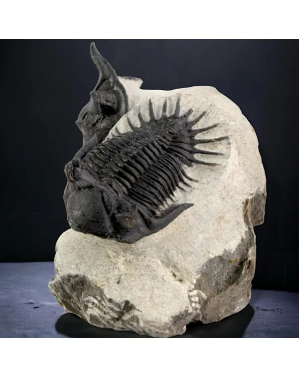Coppia di trilobiti Mrakibina Cattoi su matrice.