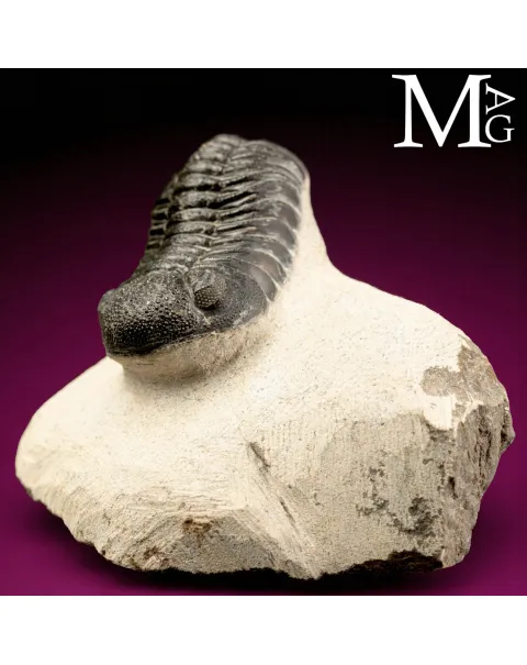 Trilobite Gerastos Granulosus – Devoniano medio