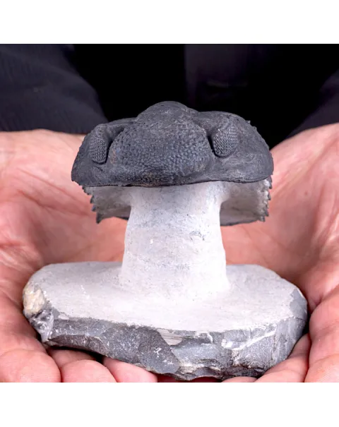 Trilobite Drotops Megalomanicus.