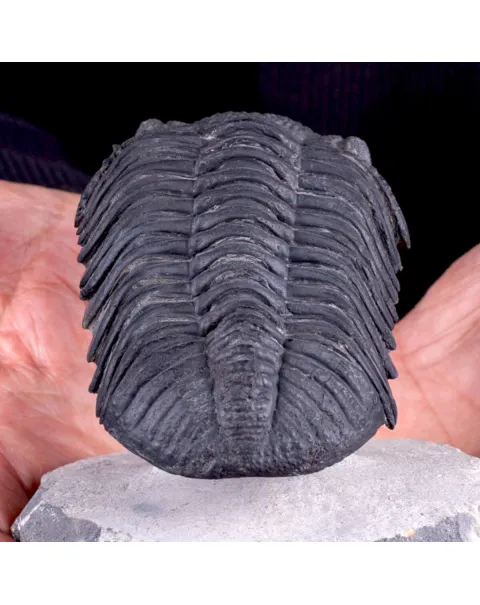 Trilobite Drotops Megalomanicus.