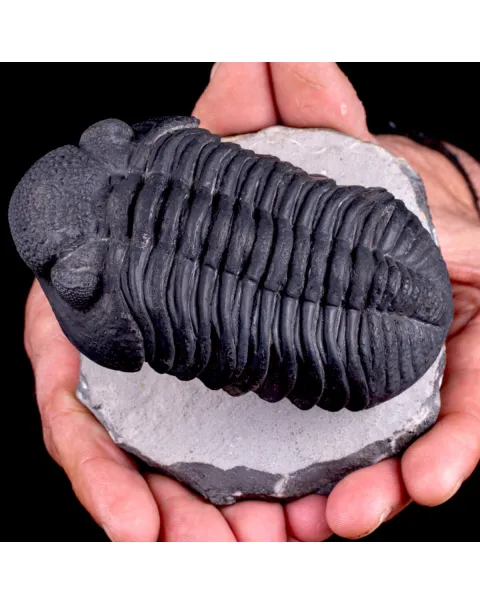 Trilobite Drotops Megalomanicus.