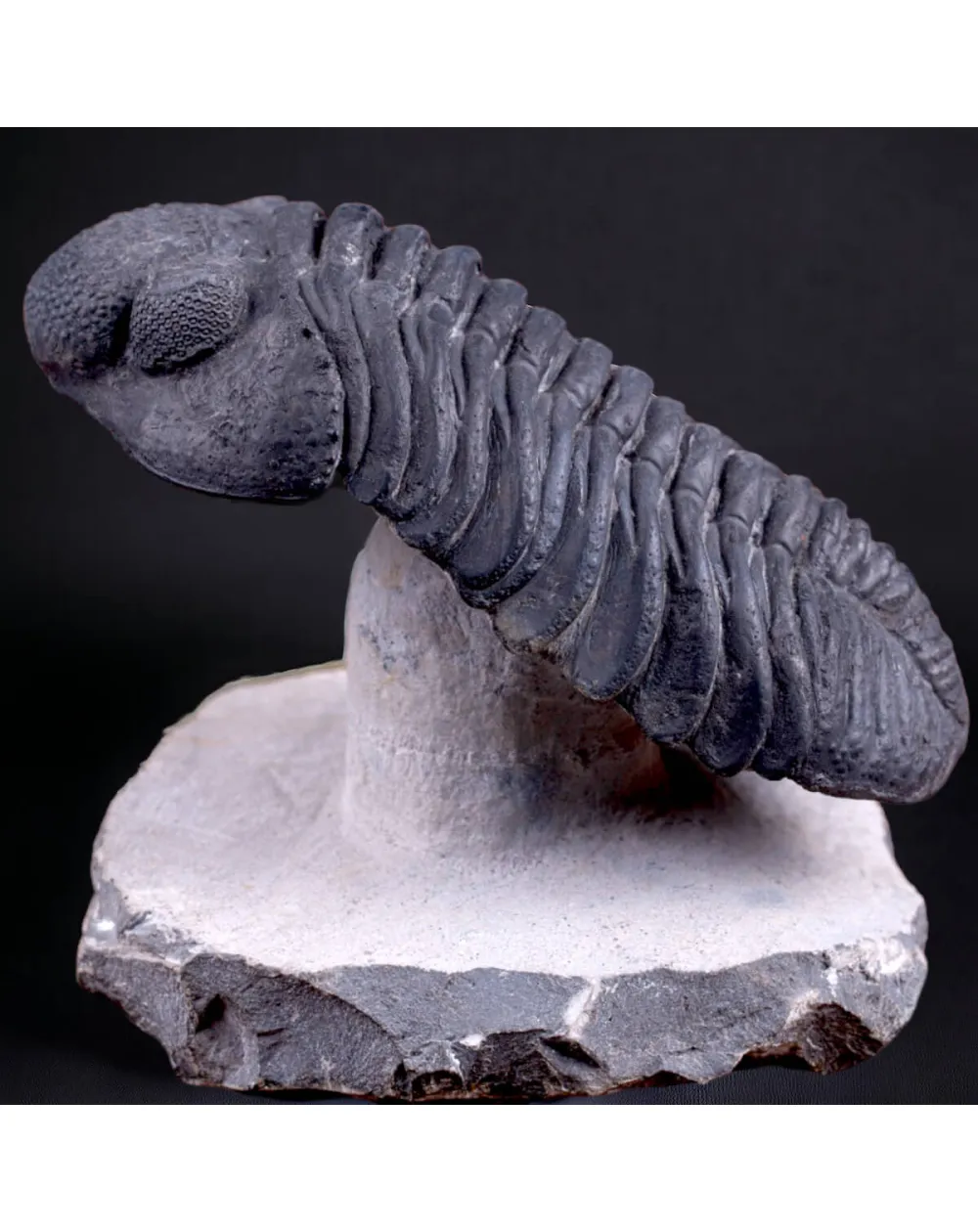 Trilobite Drotops Megalomanicus.