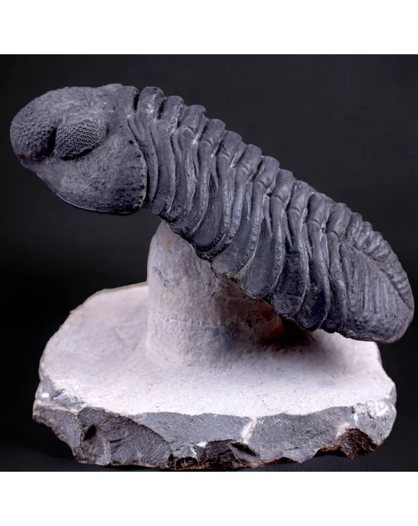 Trilobite Drotops Megalomanicus.