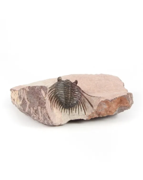 Kettneraspis Sp.
