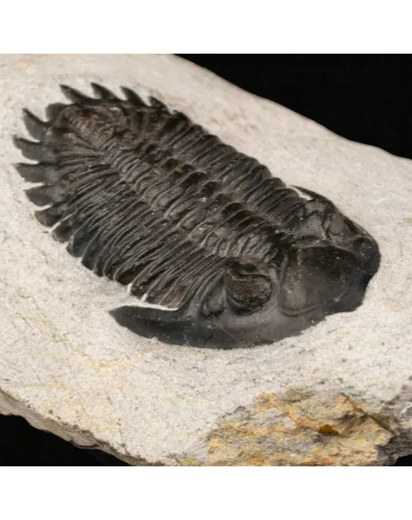 Trilobite fossile Hollardops Mesocristata – Devo...